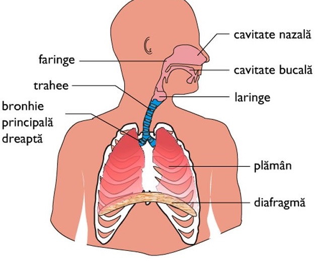 diafragma respiraie în varicoza